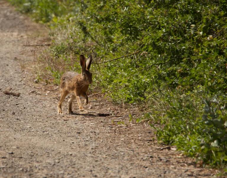  hare wood rabbit cottontail cottontail rabbit tailed frog bell toad ribbed toad tailed toad Ascaphus trui Angora Angora rabbit-0