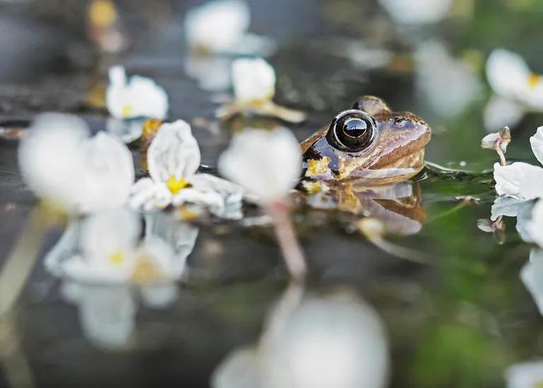  tailed frog bell toad ribbed toad tailed toad Ascaphus trui bullfrog Rana catesbeiana common newt Triturus vulgaris tree frog tree-frog-0