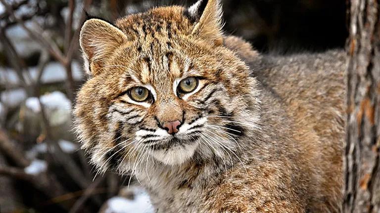  lynx catamount cougar puma catamount mountain lion painter panther Felis concolor tiger cat leopard Panthera pardus-0