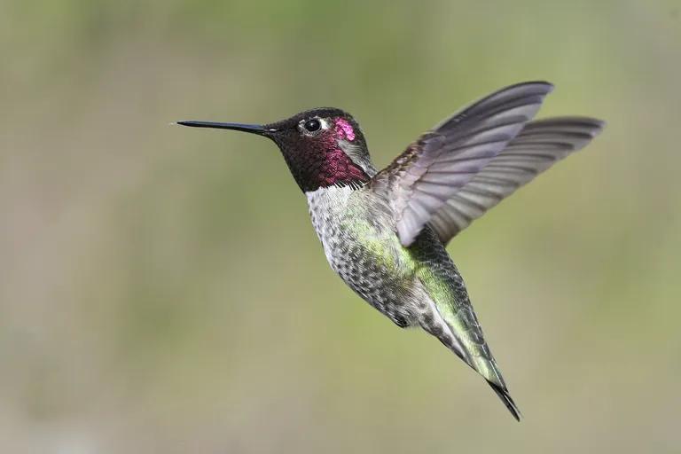  hummingbird water ouzel dipper jacamar prairie chicken prairie grouse prairie fowl-0