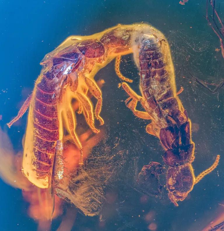  scorpion isopod cockroach roach nematode nematode worm roundworm-0