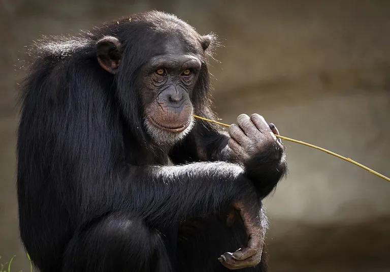  chimpanzee chimp Pan troglodytes siamang Hylobates syndactylus Symphalangus syndactylus guenon guenon monkey patas hussar monkey Erythrocebus patas-0