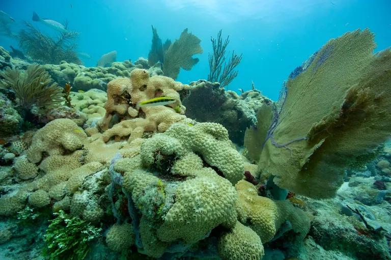  coral reef brain coral rock beauty Holocanthus tricolor coral fungus-0