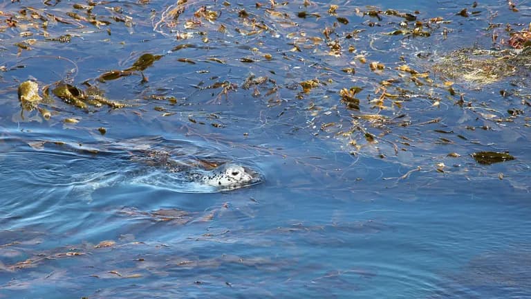  sea lion otter loggerhead loggerhead turtle Caretta caretta leatherback turtle leatherback leathery turtle Dermochelys coriacea-0