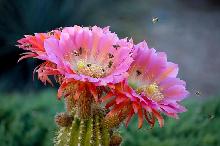  bee pot flowerpot earthstar daisy-0