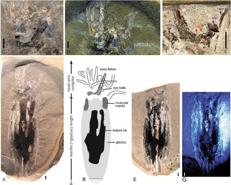  trilobite isopod cockroach roach chiton coat-of-mail shell sea cradle polyplacophore-0