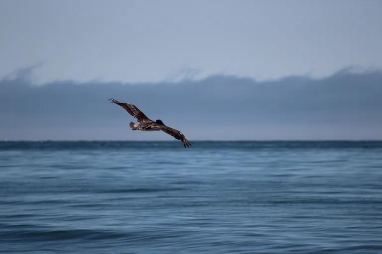  pelican kite black stork Ciconia nigra albatross mollymawk-0