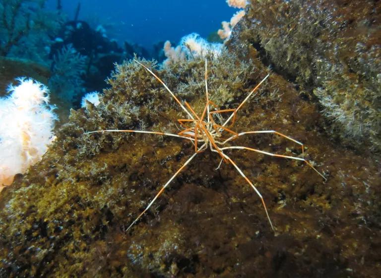  harvestman daddy longlegs Phalangium opilio-0