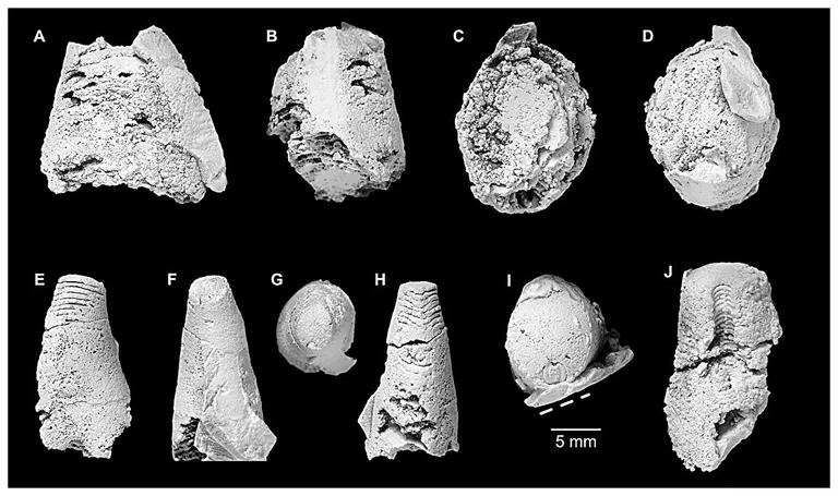  conch trilobite snail chiton coat-of-mail shell sea cradle polyplacophore-0