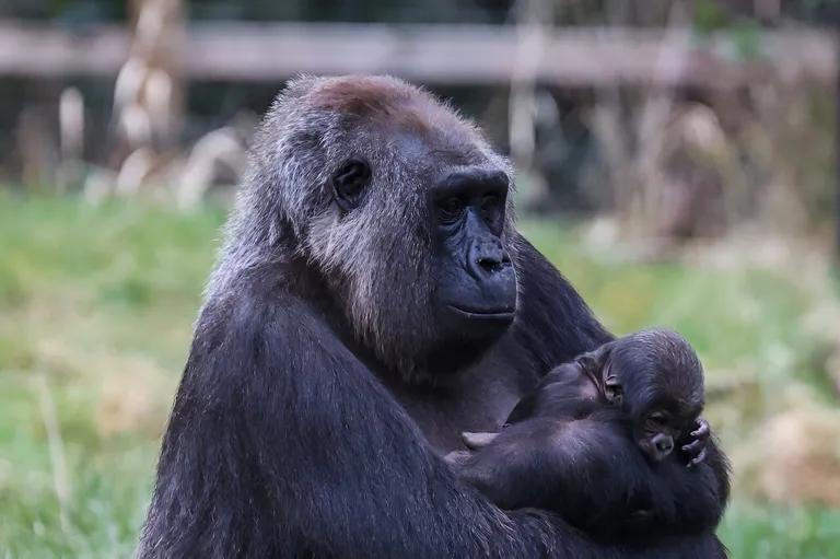  gorilla Gorilla gorilla chimpanzee chimp Pan troglodytes guenon guenon monkey siamang Hylobates syndactylus Symphalangus syndactylus-0