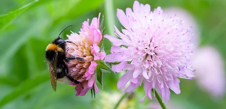  bee cardoon fly leaf beetle chrysomelid-0