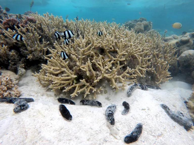  coral reef sea cucumber holothurian sea snake sea anemone anemone-0