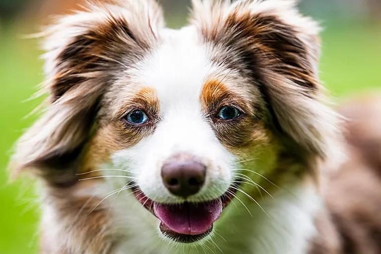  Border collie collie Shetland sheepdog Shetland sheep dog Shetland Australian terrier-0