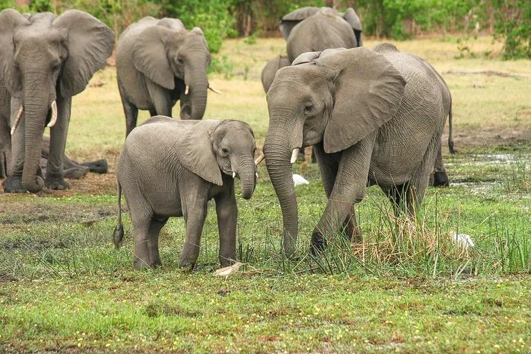  African elephant Loxodonta africana Indian elephant Elephas maximus tusker zebra-0