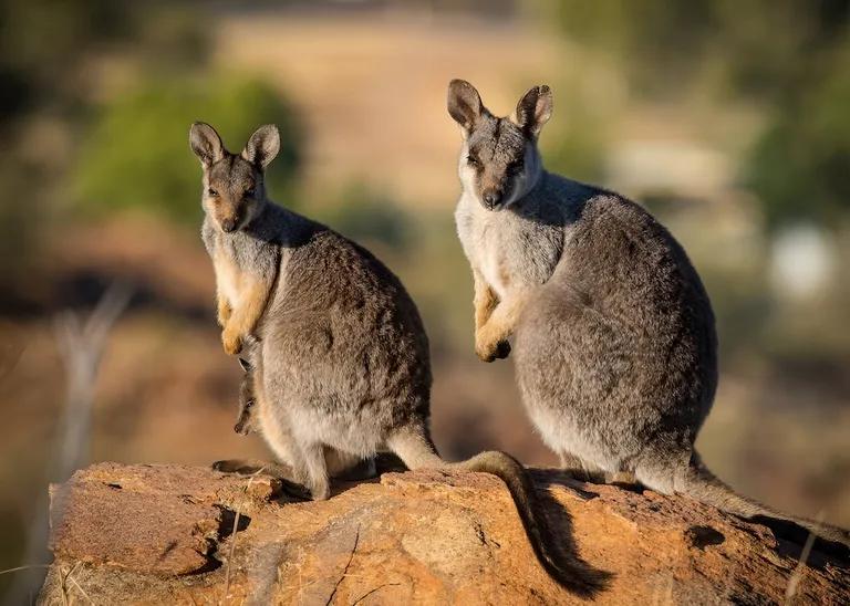  wallaby brush kangaroo wombat koala koala bear kangaroo bear native bear Phascolarctos cinereus hare-0