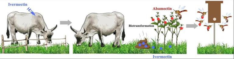  web site website internet site site ox water buffalo water ox Asiatic buffalo Bubalus bubalis oxcart-0