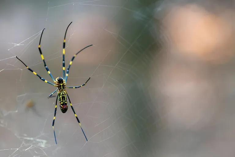  black and gold garden spider Argiope aurantia barn spider Araneus cavaticus garden spider Aranea diademata harvestman daddy longlegs Phalangium opilio-0