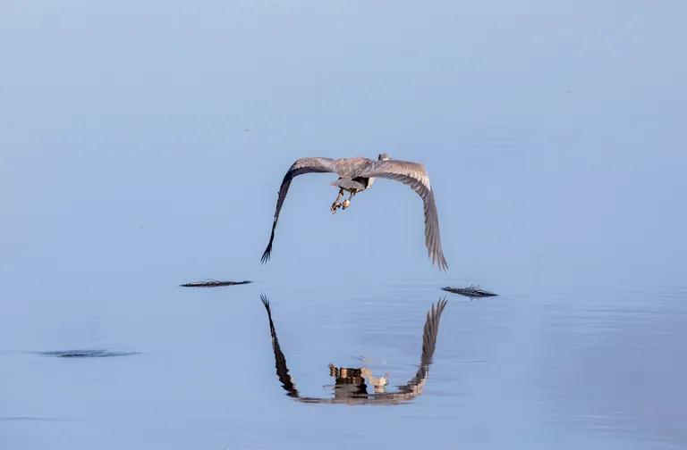  kite little blue heron Egretta caerulea crane pelican-0