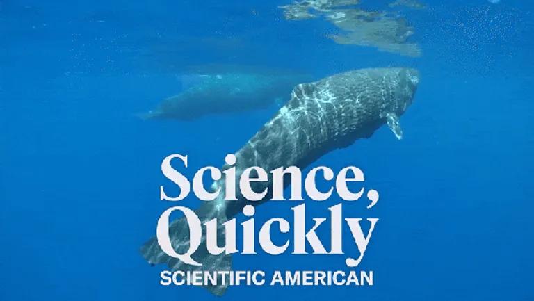  dugong Dugong dugon grey whale gray whale devilfish Eschrichtius gibbosus Eschrichtius robustus tiger shark Galeocerdo cuvieri killer whale killer orca grampus sea wolf Orcinus orca-0