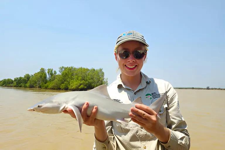  barracouta snoek tiger shark Galeocerdo cuvieri hammerhead hammerhead shark gar garfish garpike billfish Lepisosteus osseus-0