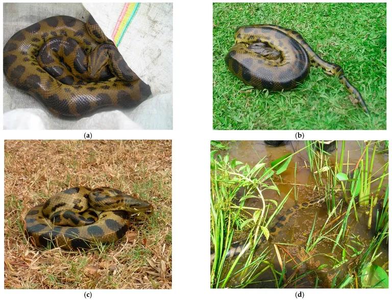  rock python rock snake Python sebae boa constrictor Constrictor constrictor water snake sidewinder horned rattlesnake Crotalus cerastes-0