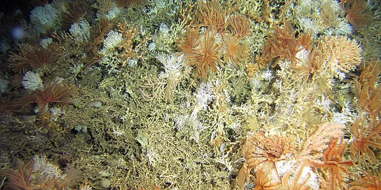  coral reef sea anemone anemone coral fungus lionfish-0