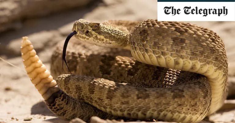  sidewinder horned rattlesnake Crotalus cerastes diamondback diamondback rattlesnake Crotalus adamanteus horned viper cerastes sand viper horned asp Cerastes cornutus night snake Hypsiglena torquata-0