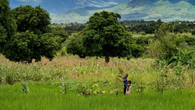  volcano valley vale water buffalo water ox Asiatic buffalo Bubalus bubalis Indian elephant Elephas maximus-0