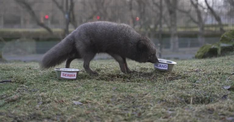  Arctic fox white fox Alopex lagopus grey fox gray fox Urocyon cinereoargenteus red fox Vulpes vulpes kit fox Vulpes macrotis-0