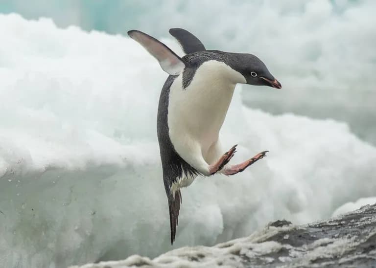  king penguin Aptenodytes patagonica water ouzel dipper prairie chicken prairie grouse prairie fowl killer whale killer orca grampus sea wolf Orcinus orca-0