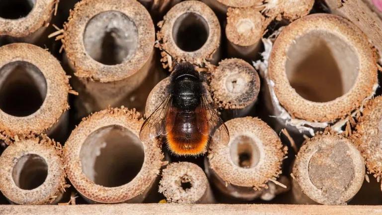  bee honeycomb earthstar hen-of-the-woods hen of the woods Polyporus frondosus Grifola frondosa-0