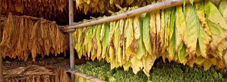  thatch thatched roof corn ear spike capitulum broom-0