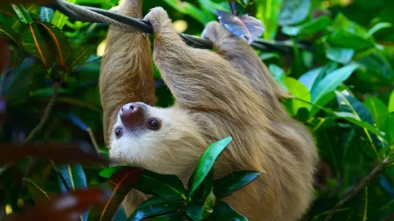  three-toed sloth ai Bradypus tridactylus titi titi monkey proboscis monkey Nasalis larvatus indri indris Indri indri Indri brevicaudatus-0