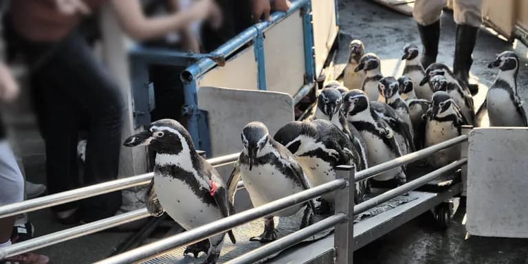  king penguin Aptenodytes patagonica sea lion bannister banister balustrade balusters handrail worm fence snake fence snake-rail fence Virginia fence-0