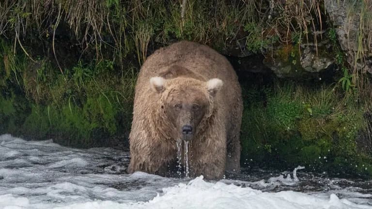  brown bear bruin Ursus arctos American black bear black bear Ursus americanus Euarctos americanus ice bear polar bear Ursus Maritimus Thalarctos maritimus coho cohoe coho salmon blue jack silver salmon Oncorhynchus kisutch sloth bear Melursus ursinus Ursus ursinus-0