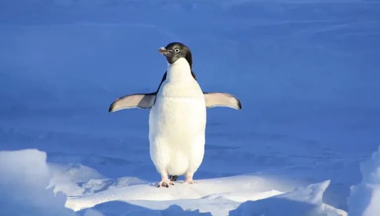  king penguin Aptenodytes patagonica ice bear polar bear Ursus Maritimus Thalarctos maritimus albatross mollymawk weasel-0