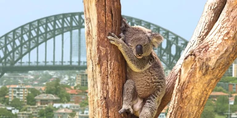  koala koala bear kangaroo bear native bear Phascolarctos cinereus steel arch bridge pier wombat-0