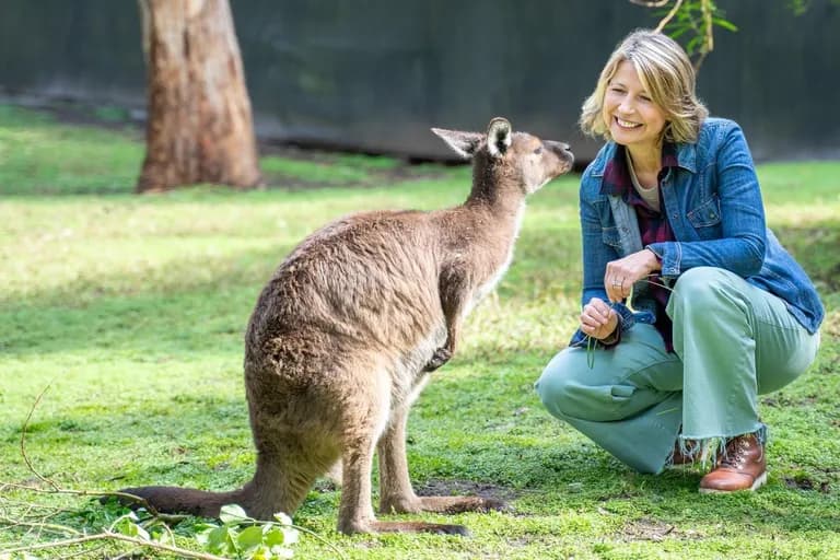  wallaby brush kangaroo wombat koala koala bear kangaroo bear native bear Phascolarctos cinereus llama-0