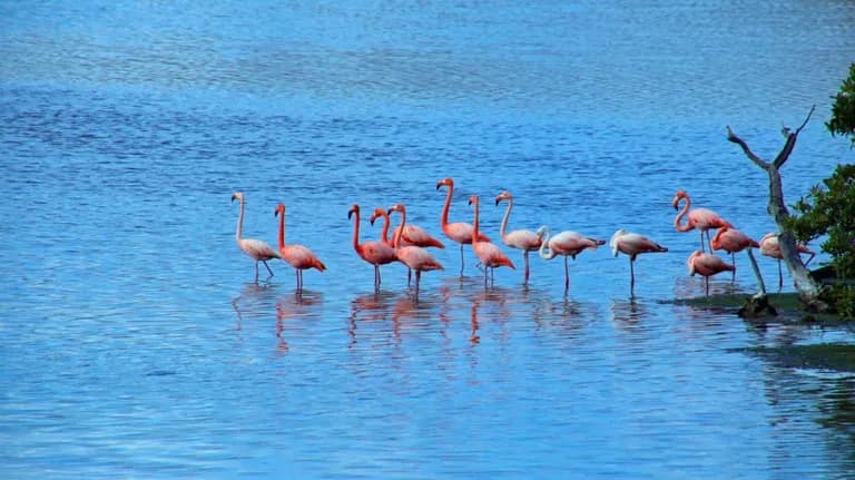  flamingo lakeside lakeshore pelican American egret great white heron Egretta albus-0