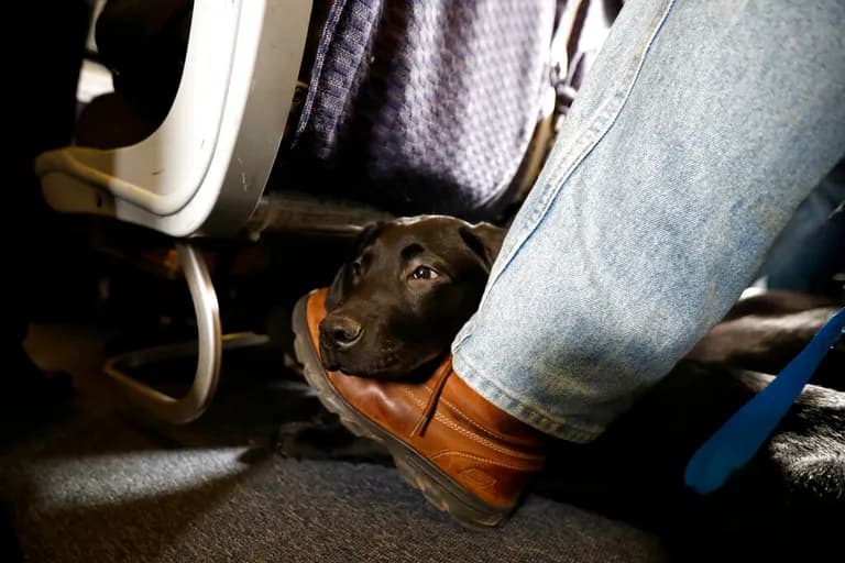  Labrador retriever flat-coated retriever space heater curly-coated retriever-0