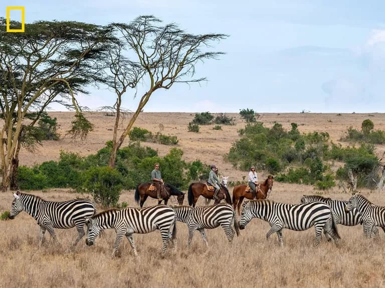  zebra hartebeest African elephant Loxodonta africana ostrich Struthio camelus-0