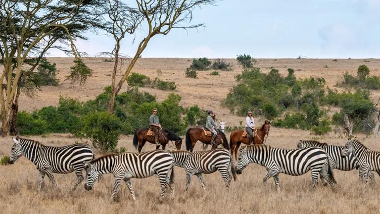  zebra hartebeest sorrel ostrich Struthio camelus-0