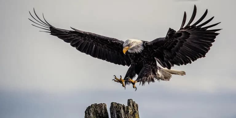  bald eagle American eagle Haliaeetus leucocephalus kite black grouse ruffed grouse partridge Bonasa umbellus-0