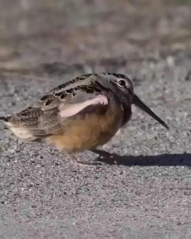 If Birds Had Arms-0